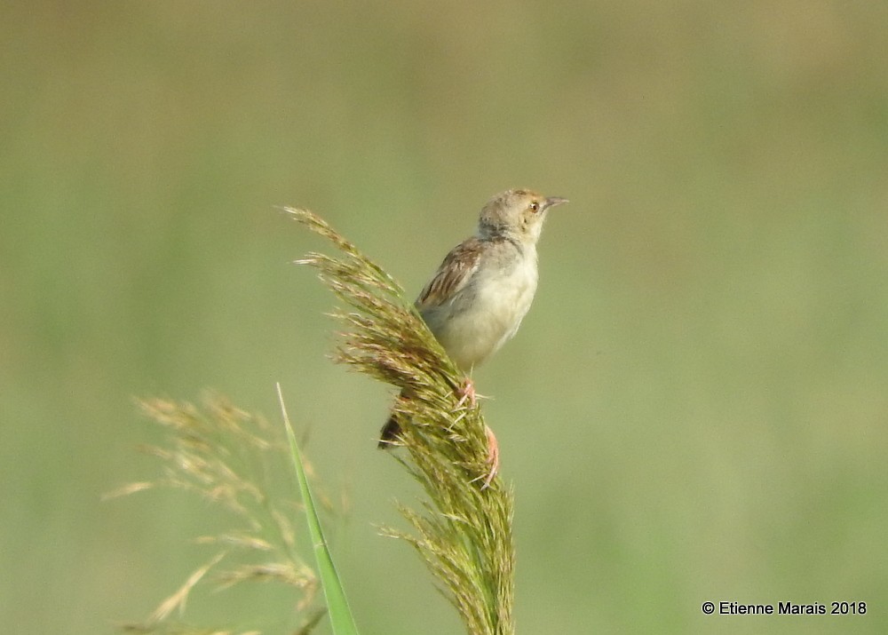 Rufous-winged Cisticola - ML159545541