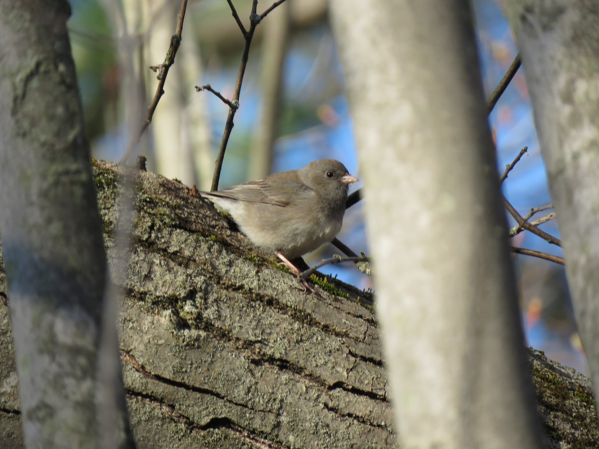 Kara Gözlü Junko (hyemalis/carolinensis) - ML159545821