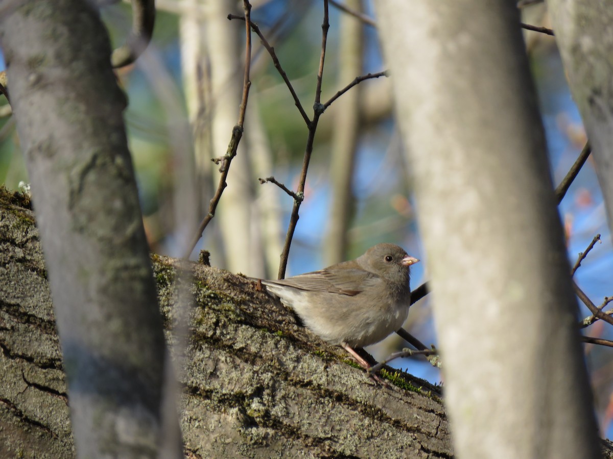 Dark-eyed Junco (Slate-colored) - Jeffrey Bryant