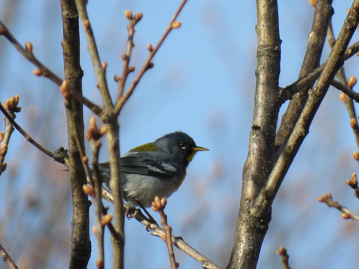 Northern Parula - Jeffrey Bryant