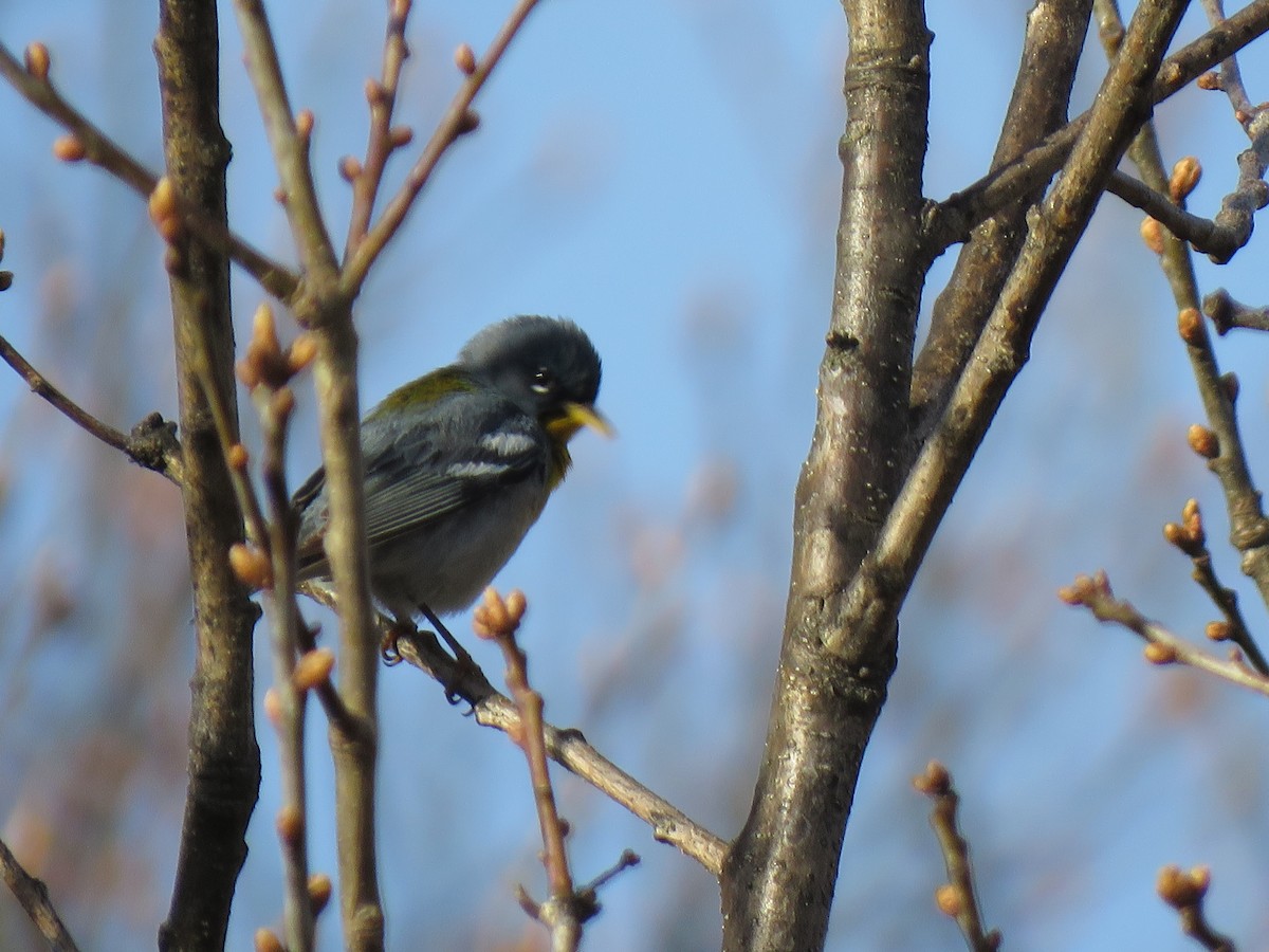 Northern Parula - Jeffrey Bryant