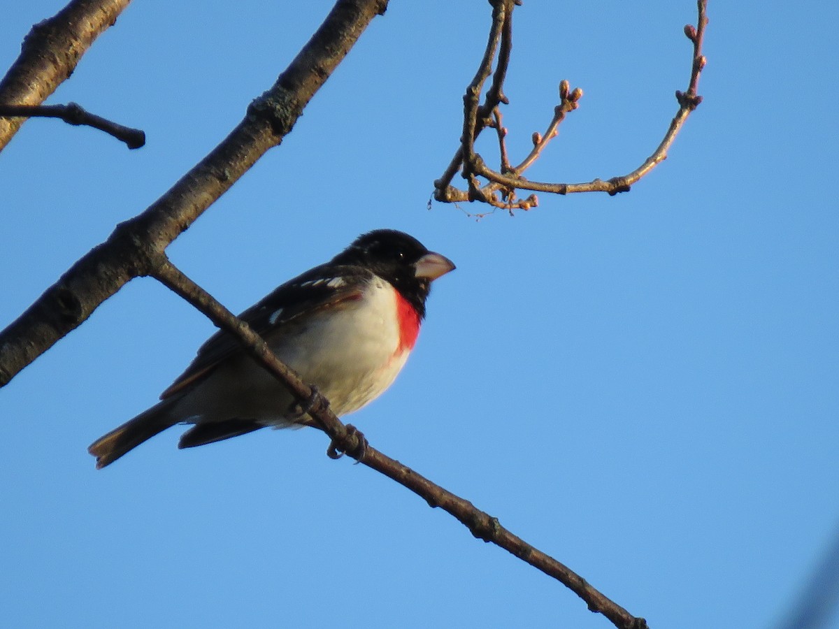 Rose-breasted Grosbeak - Jeffrey Bryant