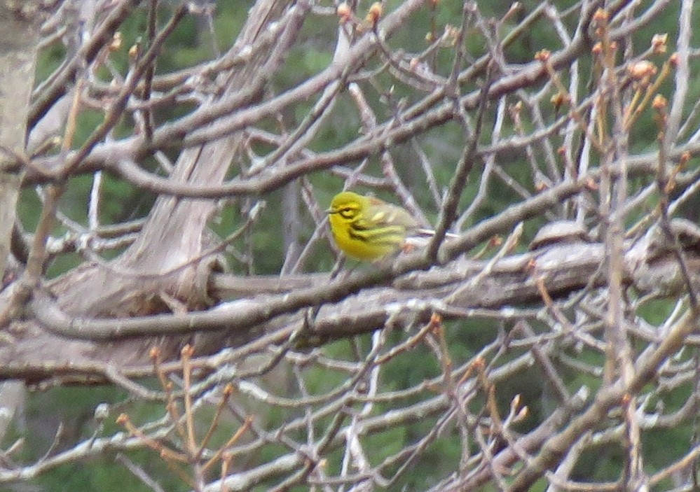 Prairie Warbler - Jeffrey Bryant