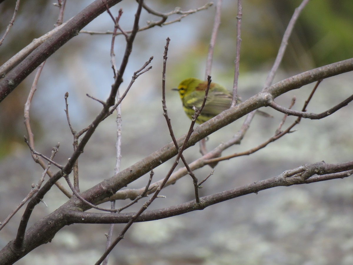 Prairie Warbler - Jeffrey Bryant