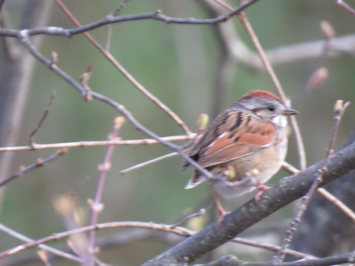 Swamp Sparrow - Jeffrey Bryant