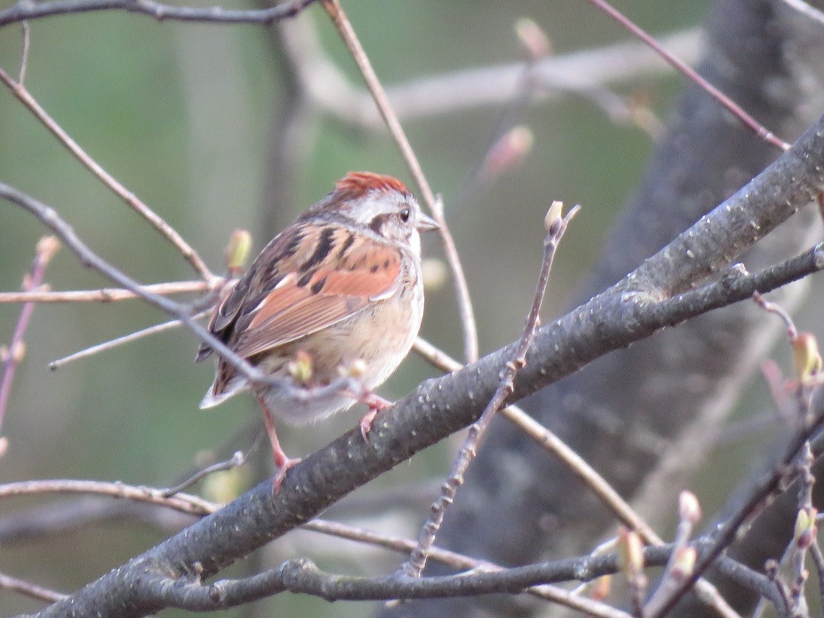 Swamp Sparrow - Jeffrey Bryant