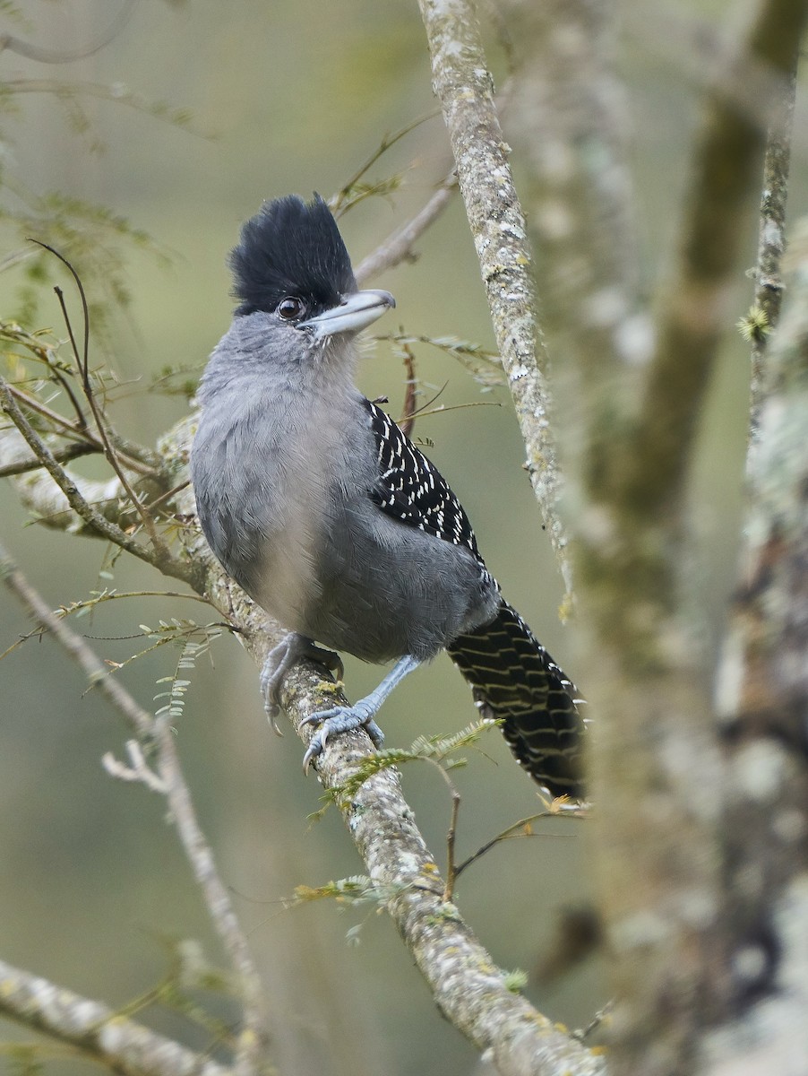 Giant Antshrike - Jorge  Quiroga