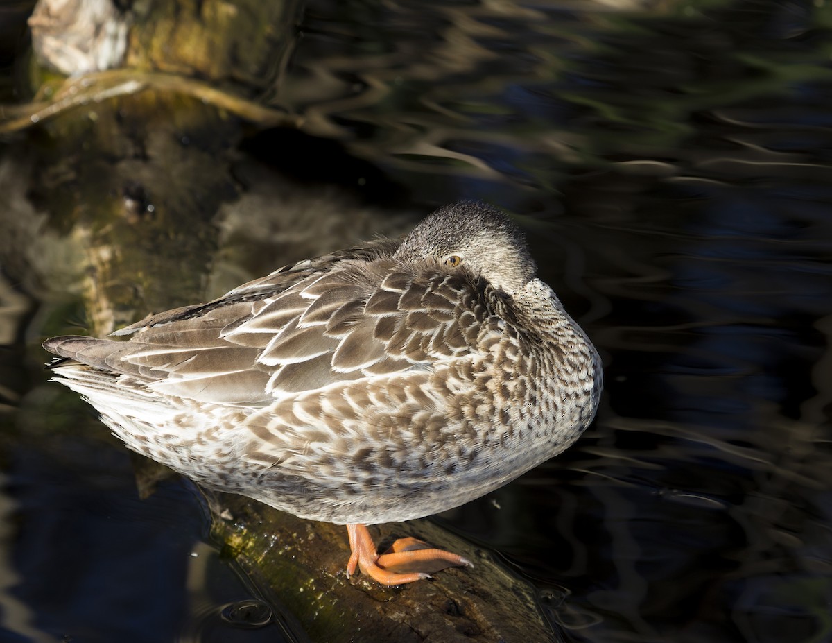 Northern Shoveler - ML159550081