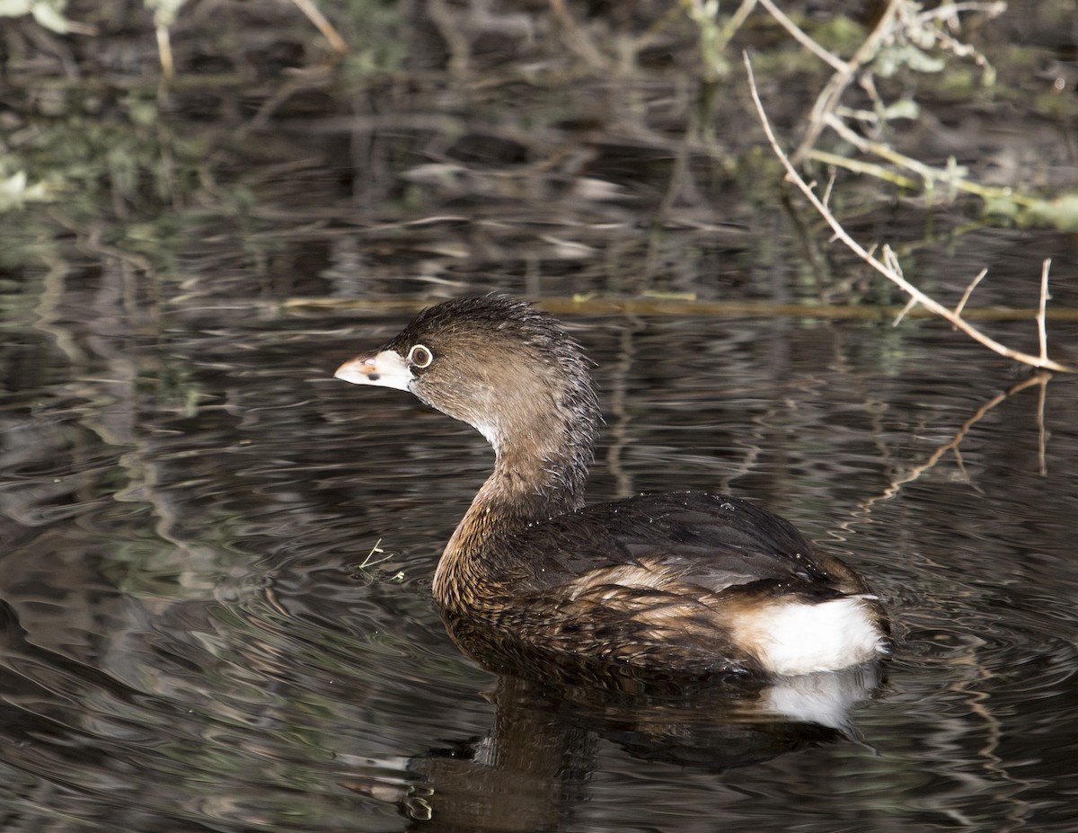 Pied-billed Grebe - ML159550581