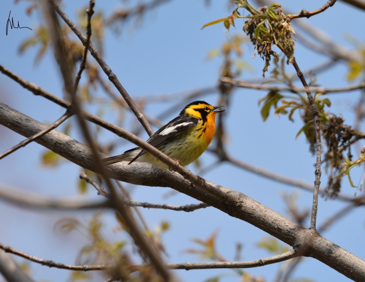 Blackburnian Warbler - Wesley Rajaleelan