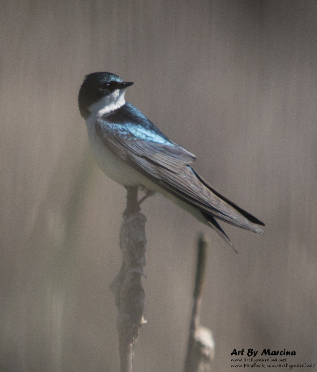 Golondrina Bicolor - ML159551041