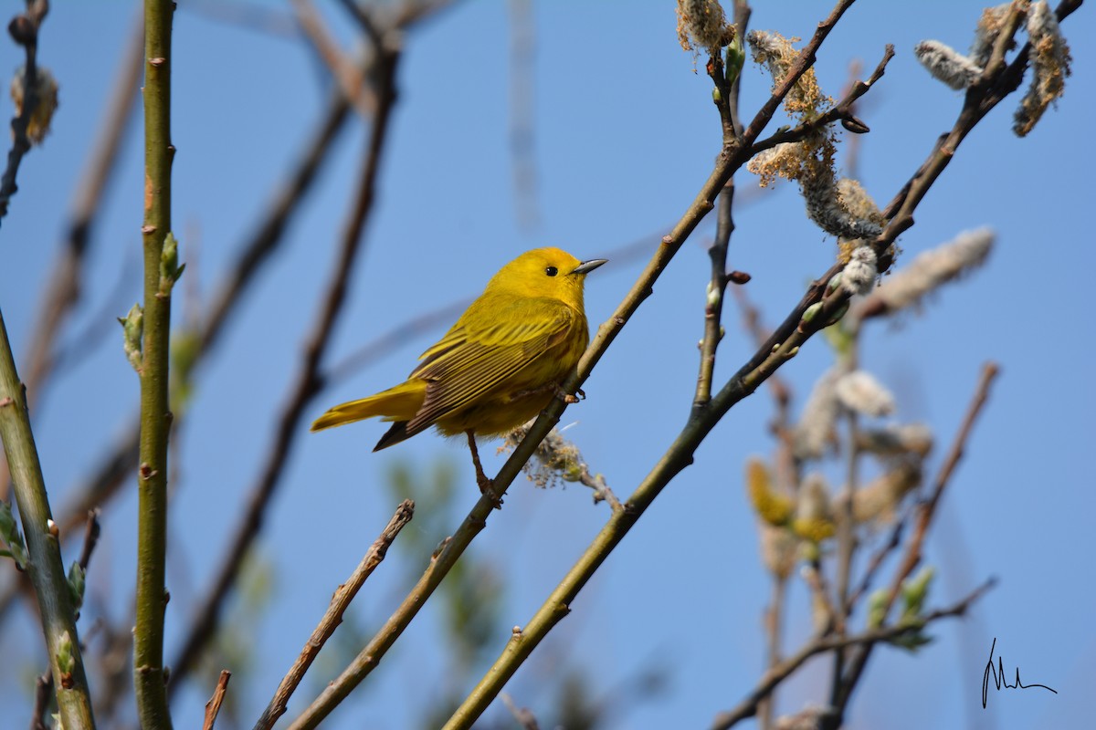 Yellow Warbler - Wesley Rajaleelan