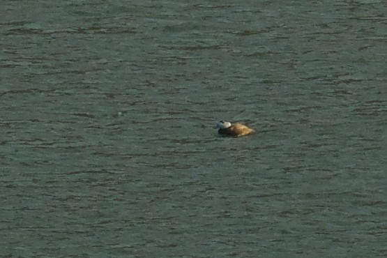 White-headed Duck - ML159551321