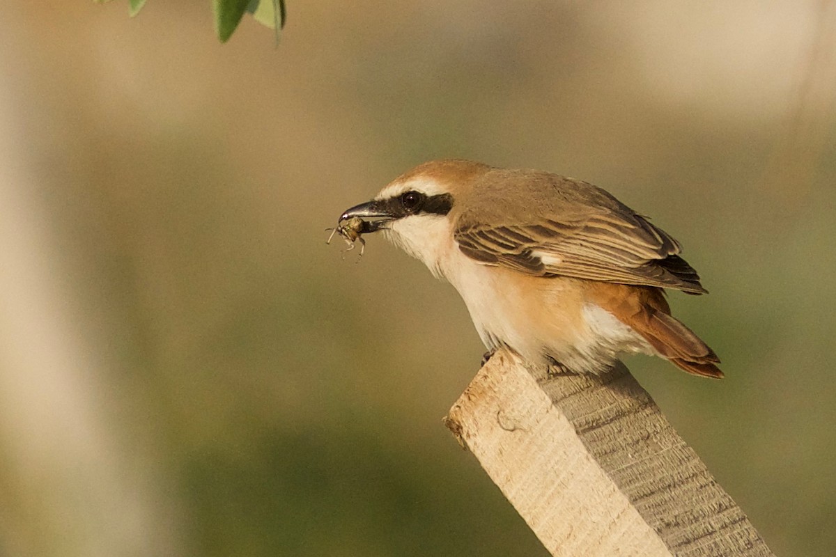 Red-tailed Shrike - ML159551721