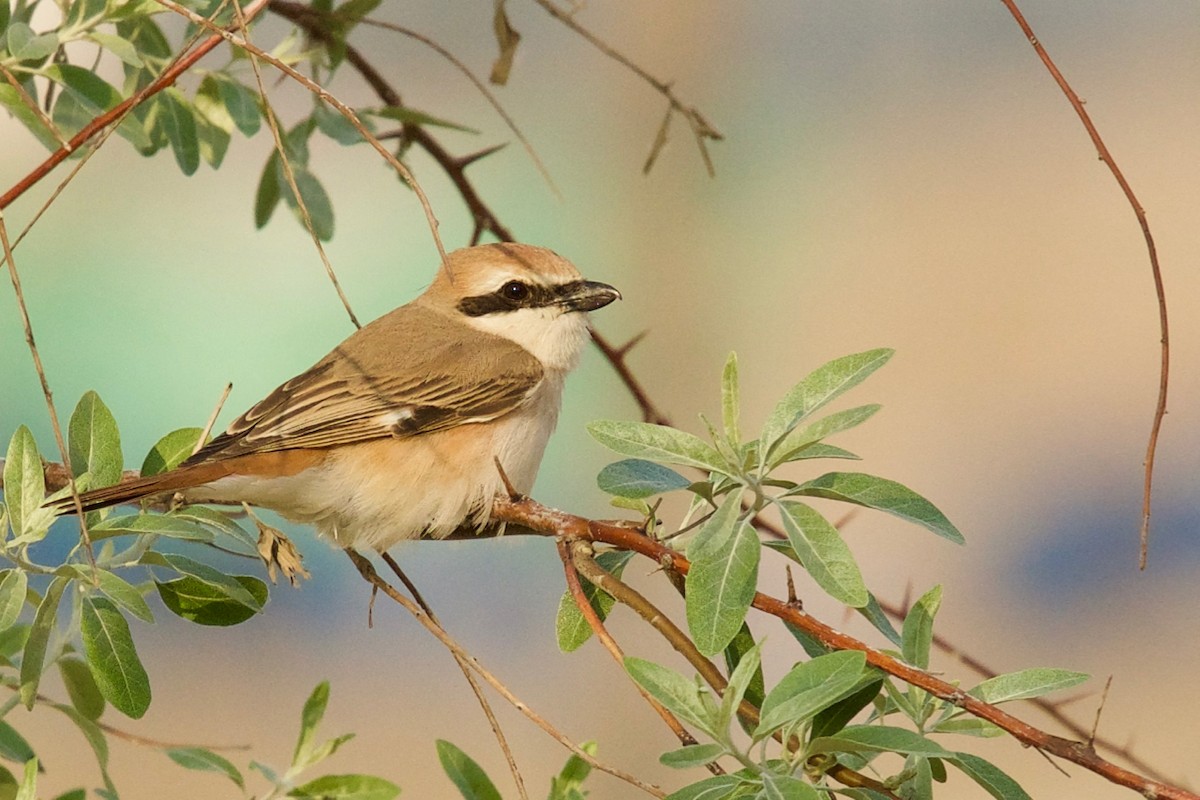 Red-tailed Shrike - ML159551731