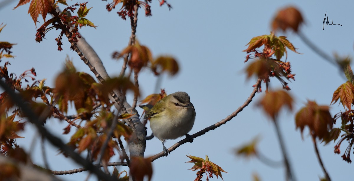 Red-eyed Vireo - Wesley Rajaleelan