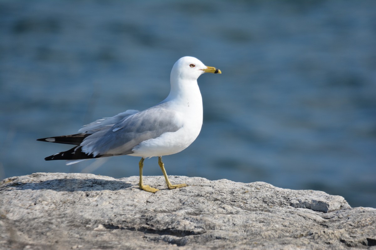 Ring-billed Gull - ML159551861