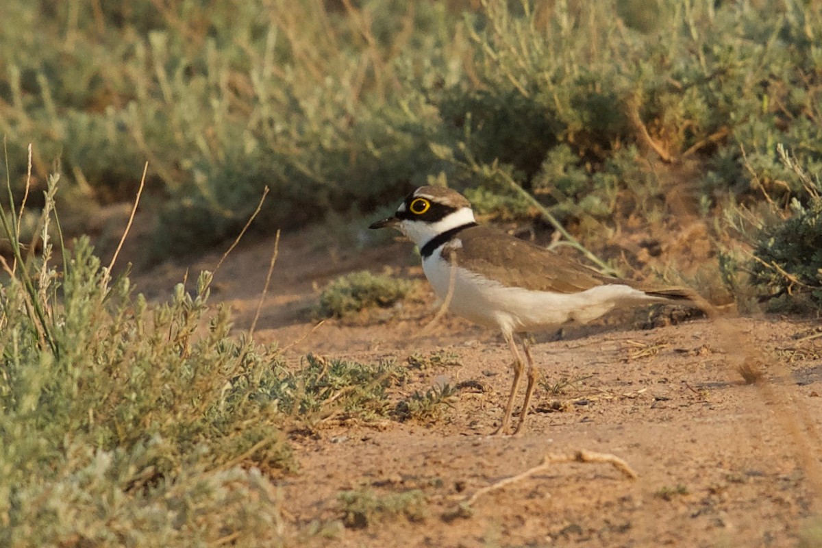 Little Ringed Plover - ML159552241