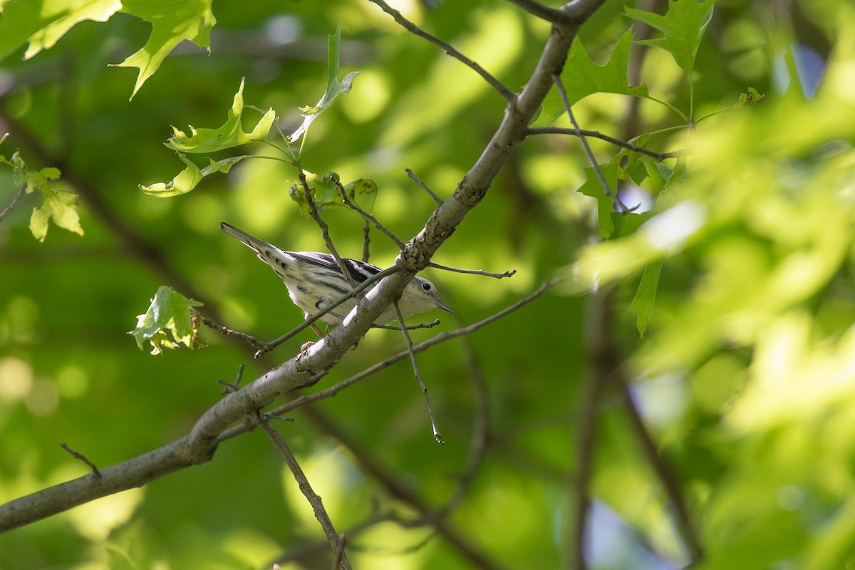 Black-and-white Warbler - ML159552401