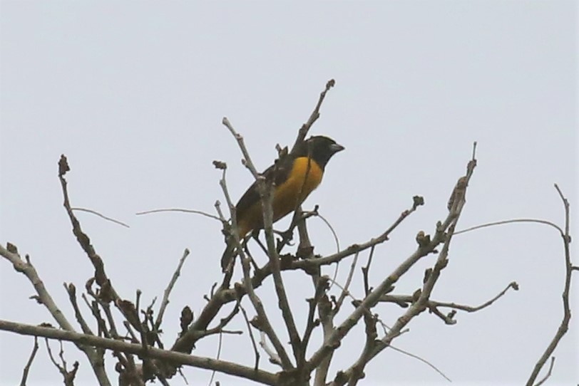 Velvet-fronted Euphonia - ML159552701