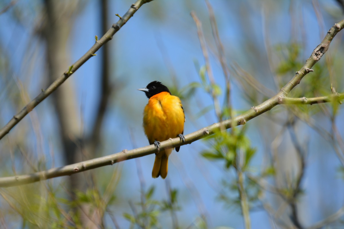 Baltimore Oriole - ML159553001