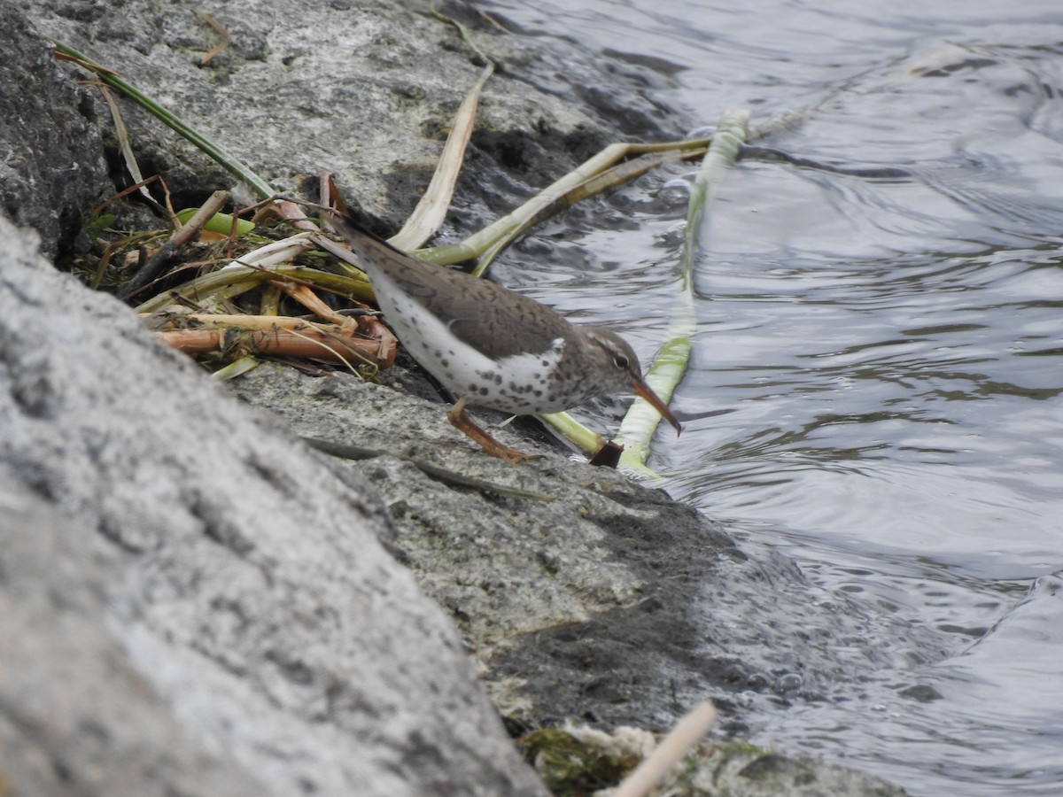 Spotted Sandpiper - ML159554391