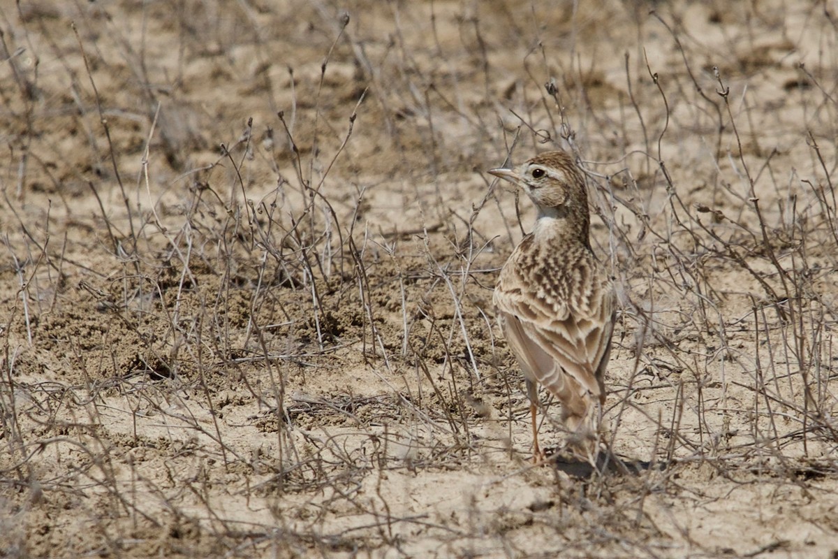 Eurasian Skylark - ML159554551