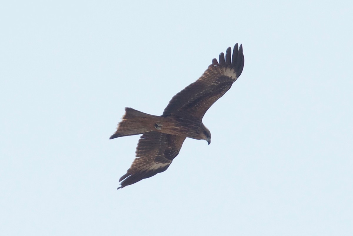 Black Kite - Qin Huang