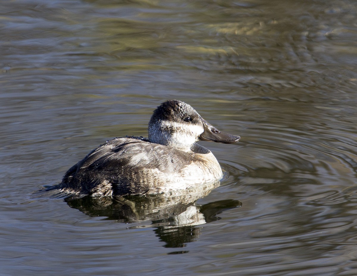 Ruddy Duck - ML159555261