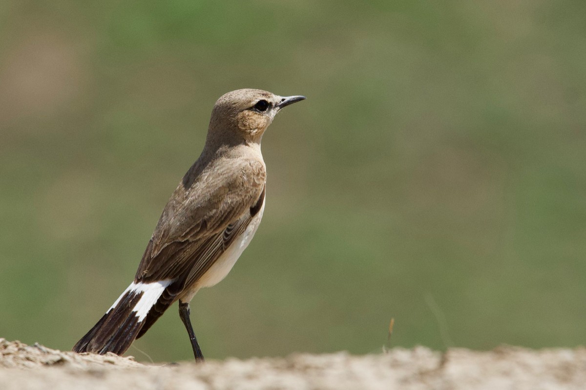 Isabelline Wheatear - ML159556221