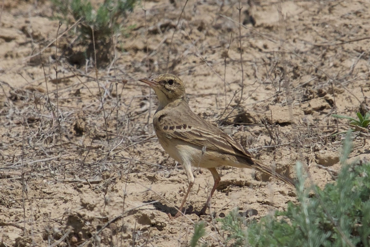 Tawny Pipit - ML159556421