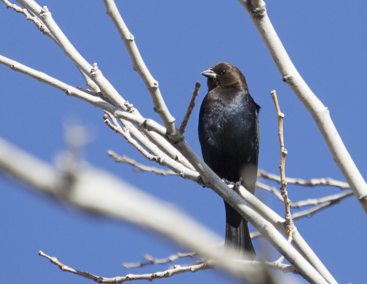 Brown-headed Cowbird - ML159558141