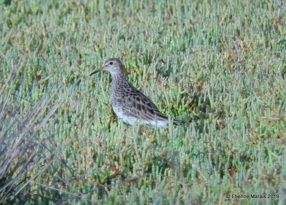 Pectoral Sandpiper - ML159558561