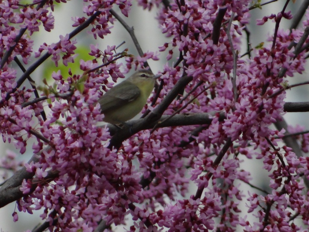 Philadelphia Vireo - ML159559611