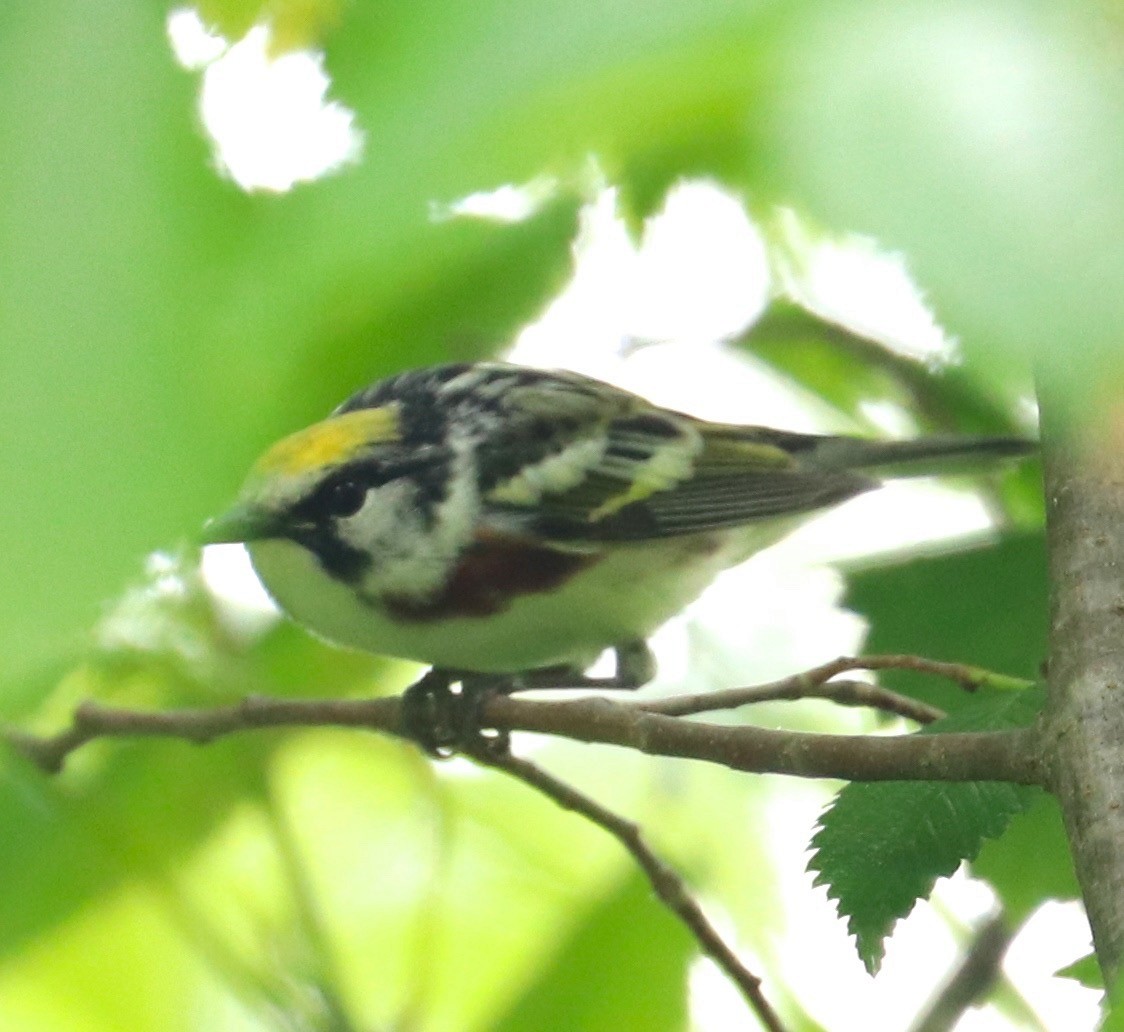 Chestnut-sided Warbler - ML159566341