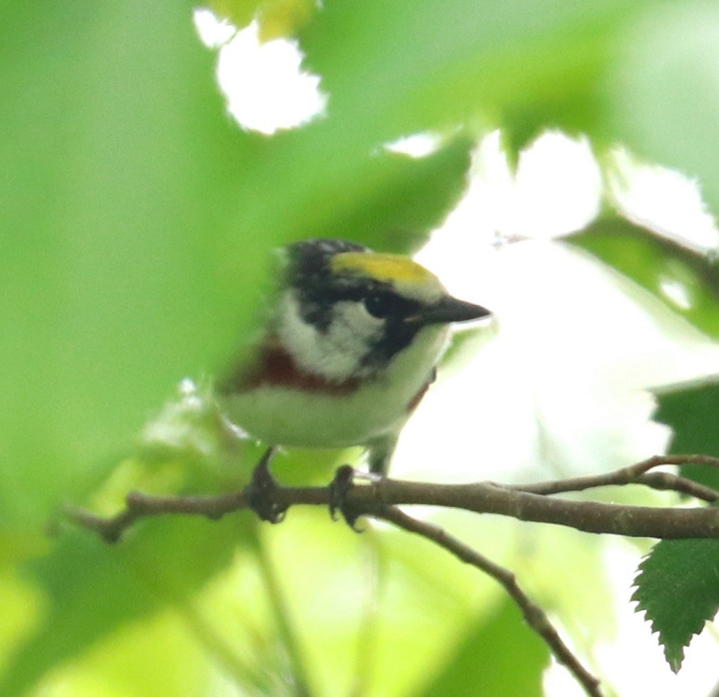 Chestnut-sided Warbler - ML159566351