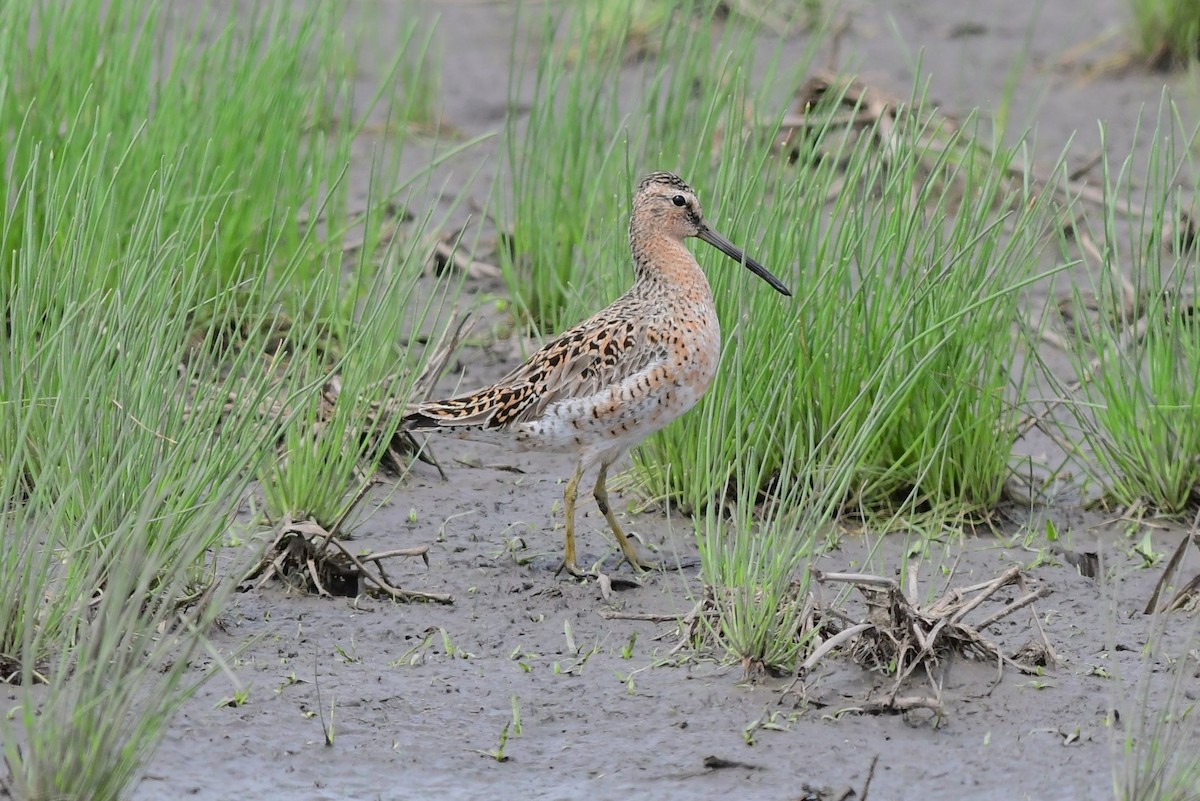 Short-billed Dowitcher - Steve Kruse