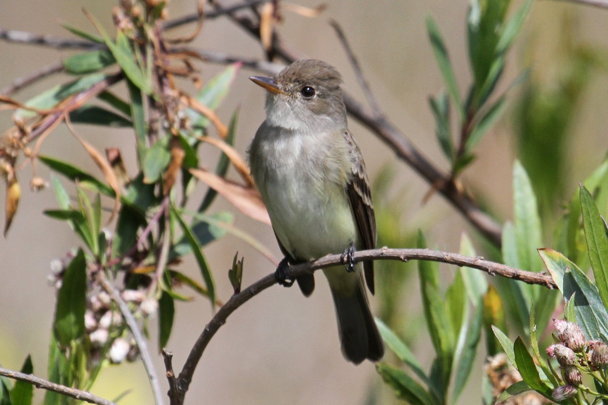 Willow Flycatcher - ML159567461