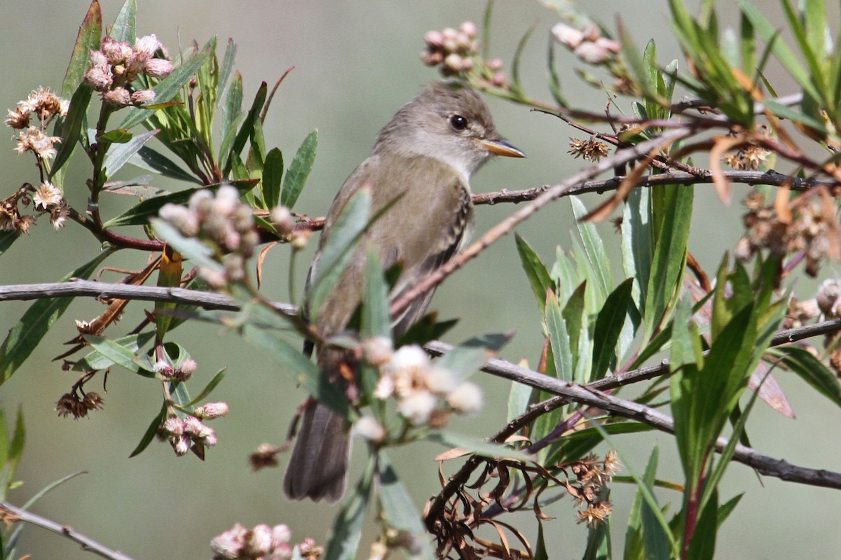 Willow Flycatcher - ML159567501