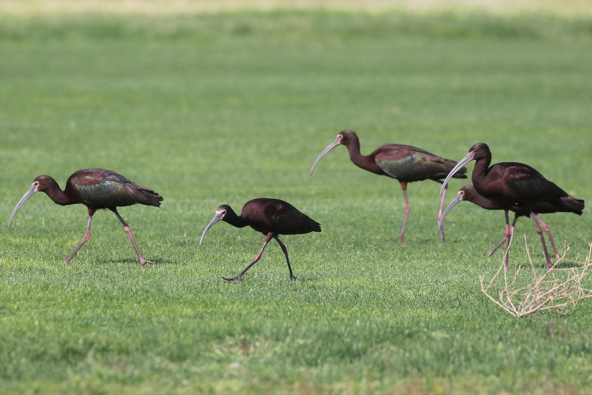 White-faced Ibis - Anthony Vicciarelli