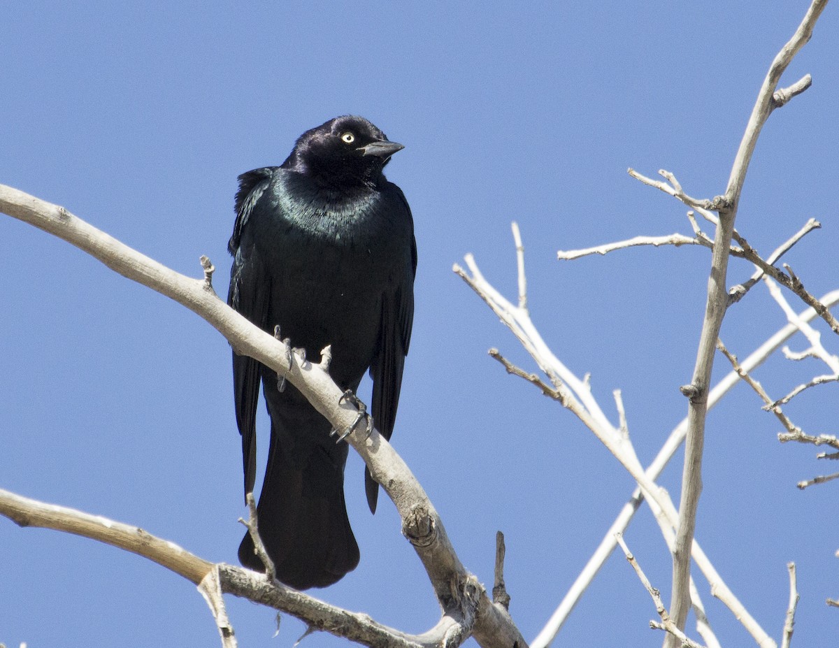 Brewer's Blackbird - ML159571041