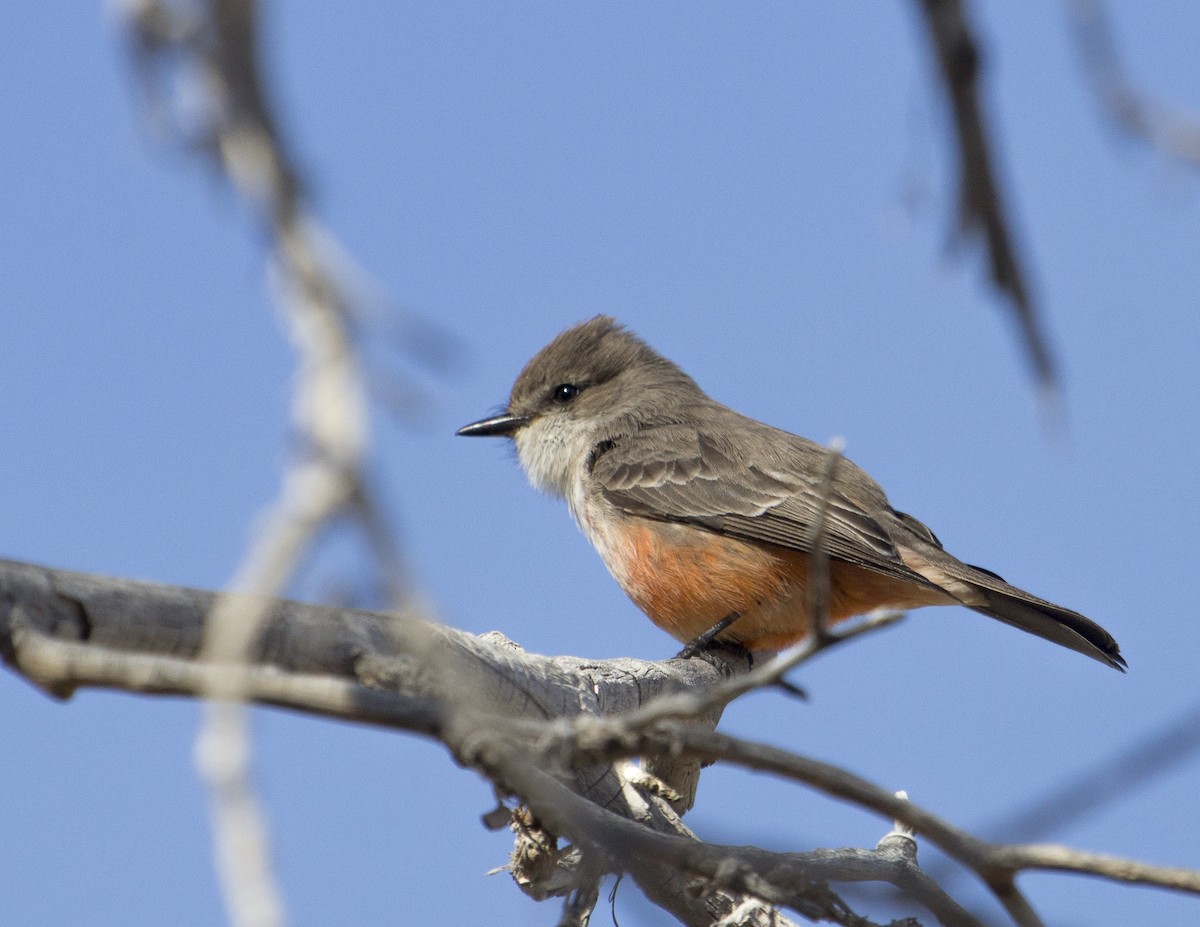Vermilion Flycatcher - ML159571491