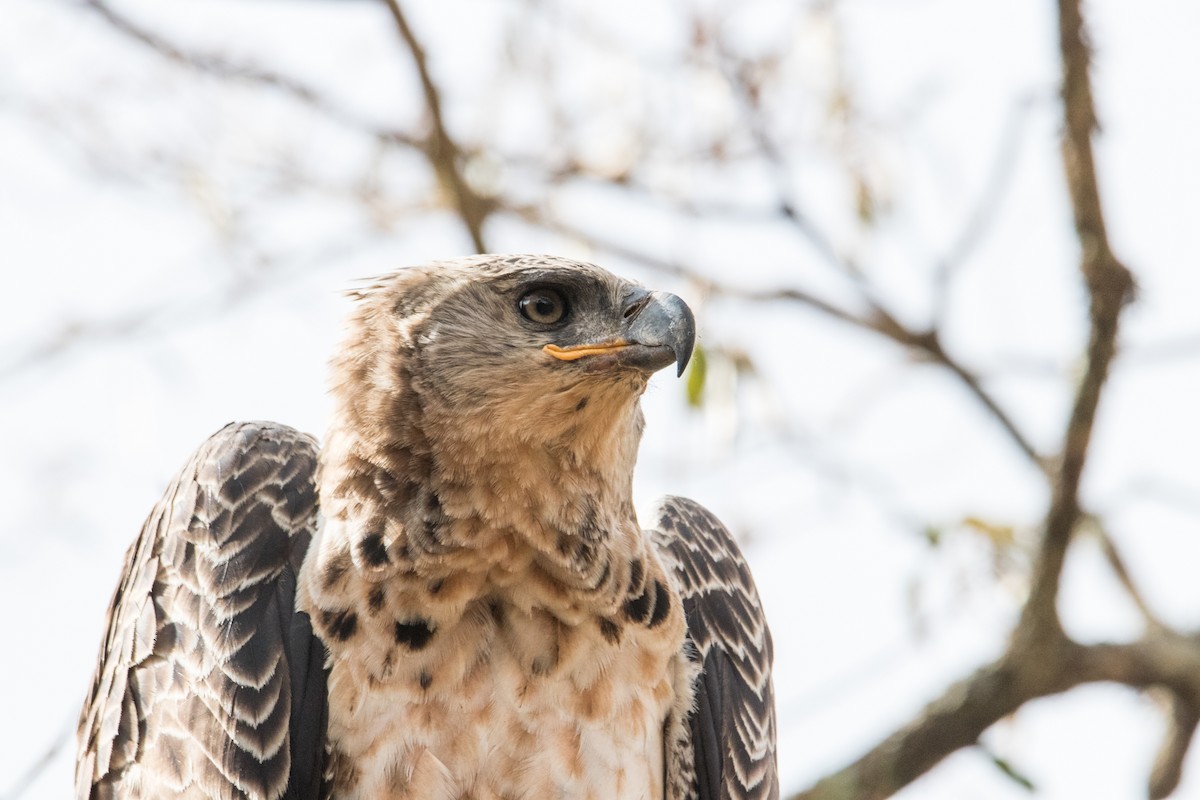 Águila Coronada - ML159571581