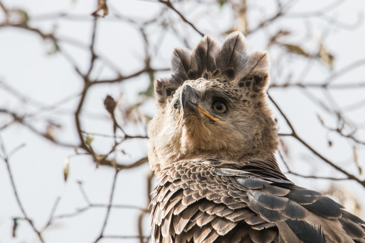 Crowned Eagle - Peter  Steward