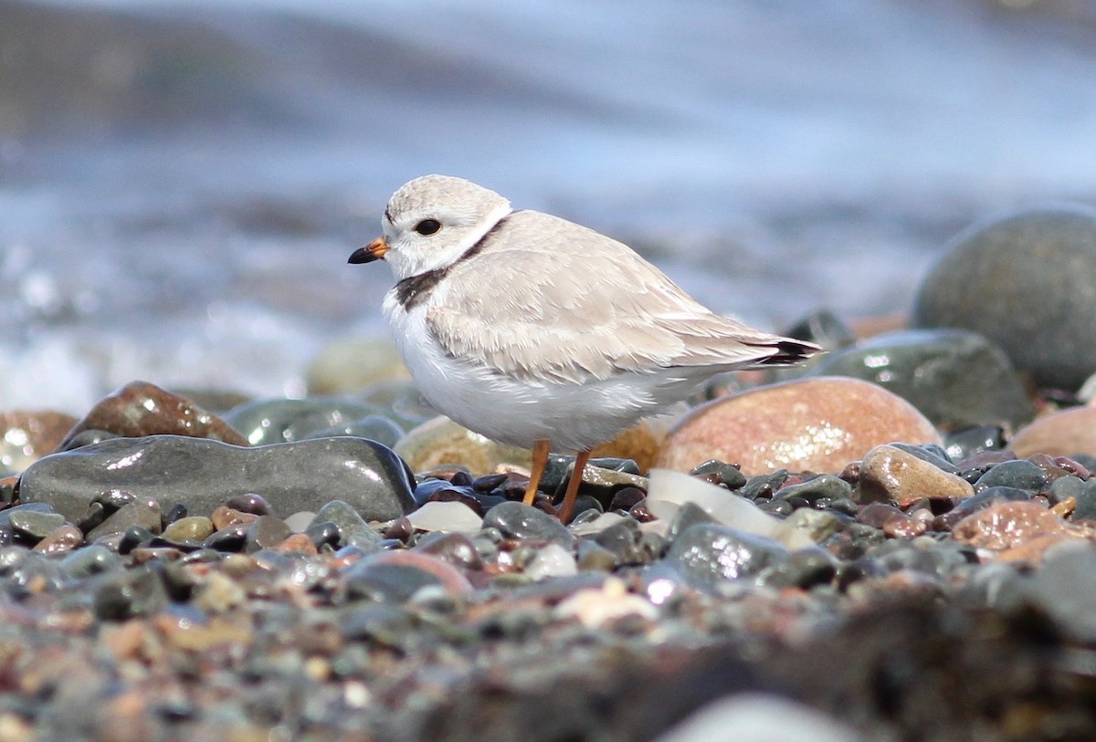Piping Plover - ML159572161
