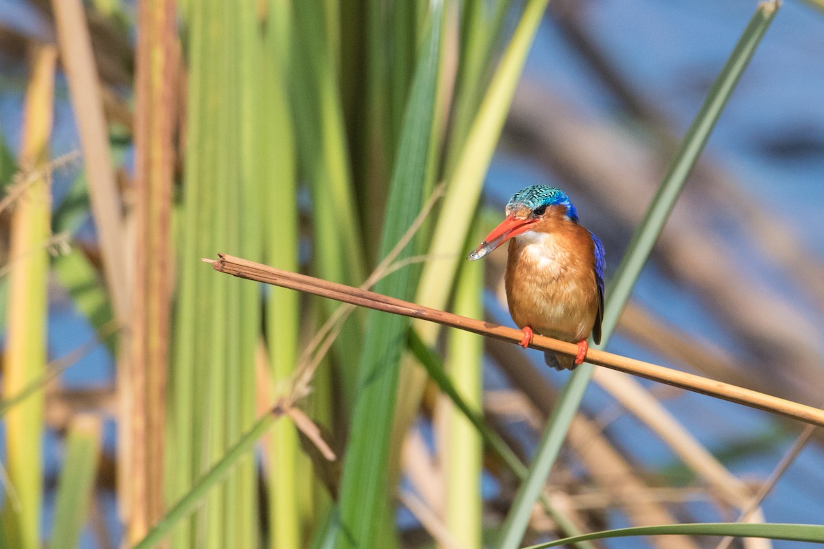 Malachite Kingfisher - ML159572541