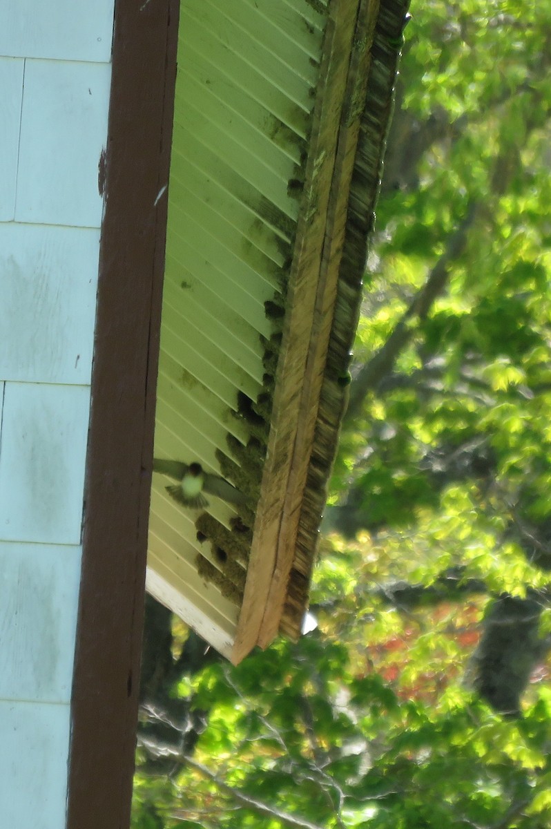 Cliff Swallow - ML159572691