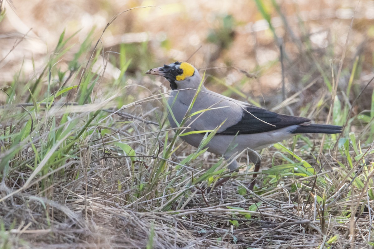 Wattled Starling - ML159572751