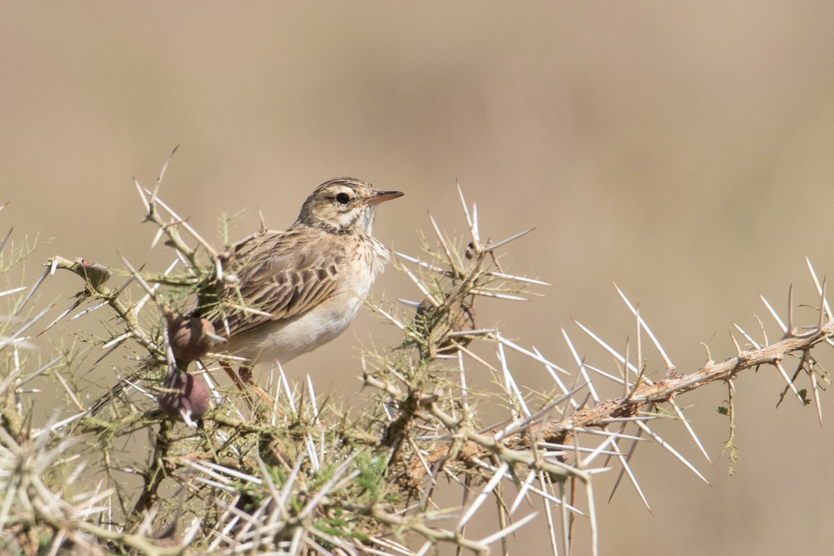 African Pipit - ML159572761