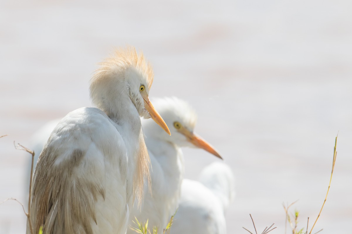 Western Cattle Egret - ML159572791